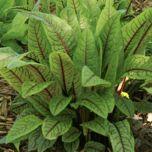 Green leafy plant with red veins growing in soil.